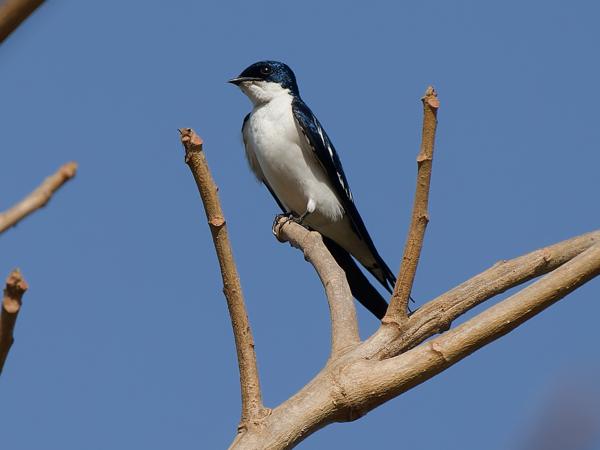 <h3><a href="/trips/gambia/biota/animalia/chordata/aves/040 passeriformes/075 hirundinidae/hirundo leucosoma/hirundo leucosoma-nl.html">Hirundo&nbsp;leucosoma</a> / Pied‑winged&nbsp;swallow / Bontvleugelzwaluw</h3>OM-1 Mark II met OLYMPUS M.150-400mm F4.5, 1/2000 sec  bij F4.5, ISO 250, afstand 17.5&nbsp;m